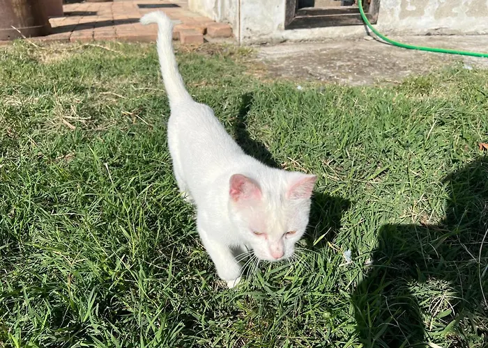 La Frasca فندق مبيت وإفطار Coltaro